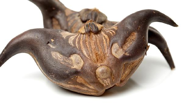 菱角的吃法怎么去壳