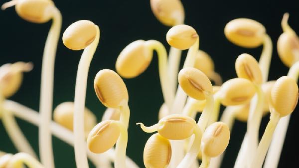 黄豆芽过夜是泡水还是放冰箱