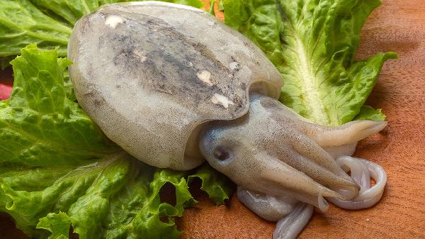 什么动物天生一对伴侣