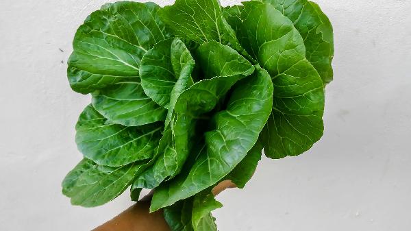 油菜的保存最佳方法