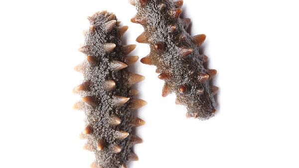 500克的淡干海参多少钱