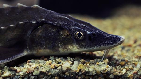 带鱼怎样去鱼鳞最快