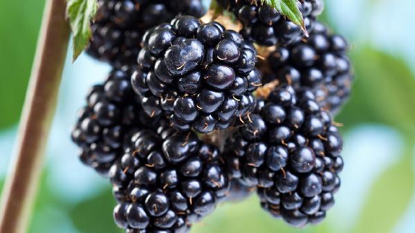 盐洗水果能去农药吗