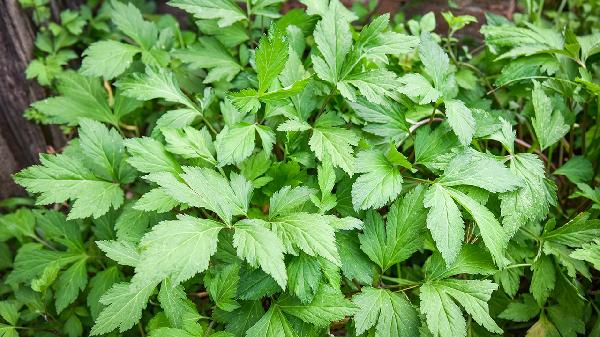 艾草洗头可以让白发变黑发吗