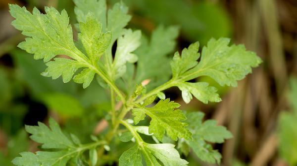 艾草香皂可以洗头吗