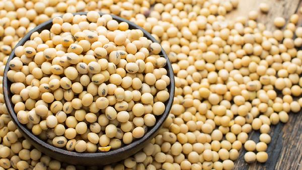 干黄豆能直接打豆浆吗