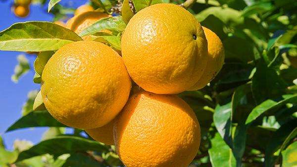 水果烂了一部分剩下的能不能吃