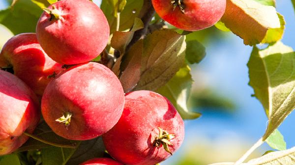 用生水洗过的水果能吃吗