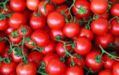 西红柿太硬是怎么回事