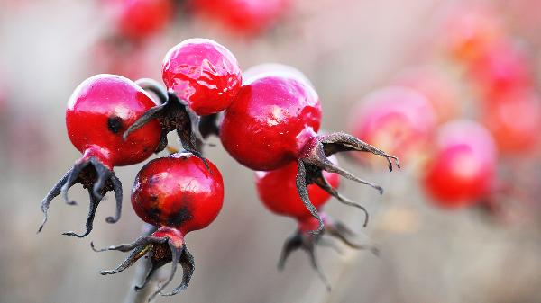 局部坏掉的水果还能吃吗