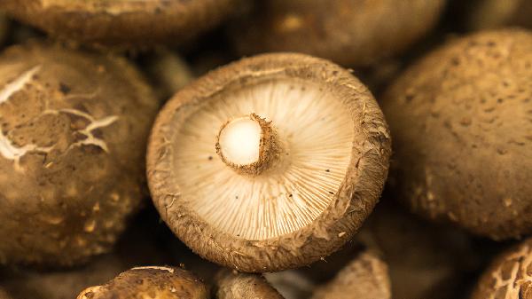 蔬菜有点烂了还能吃吗