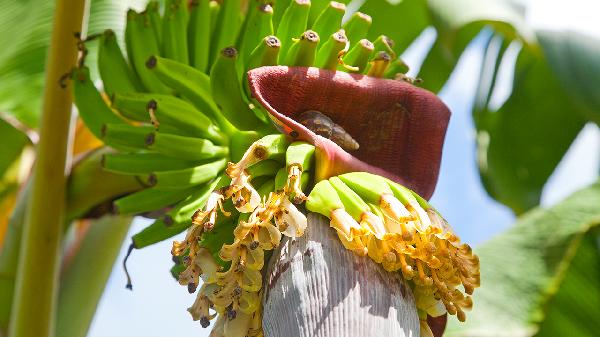 水果烂了把烂的部分切掉能吃吗