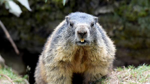 动物奶油能不能过夜