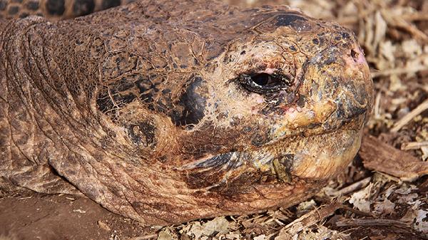 动物奶油能不能过夜