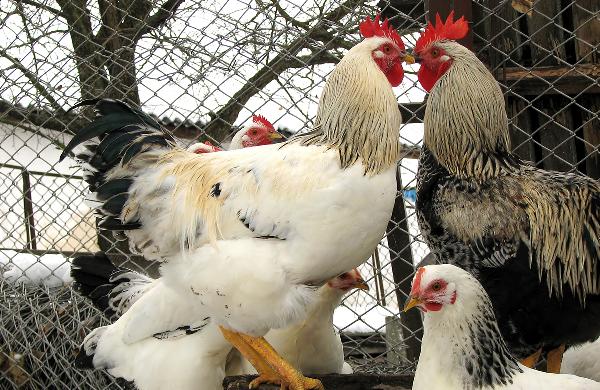 煮熟的鸡肉常温放多久