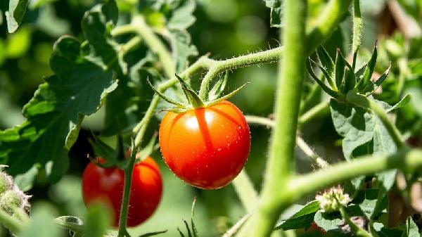 圣女果很大颗是不是催熟的