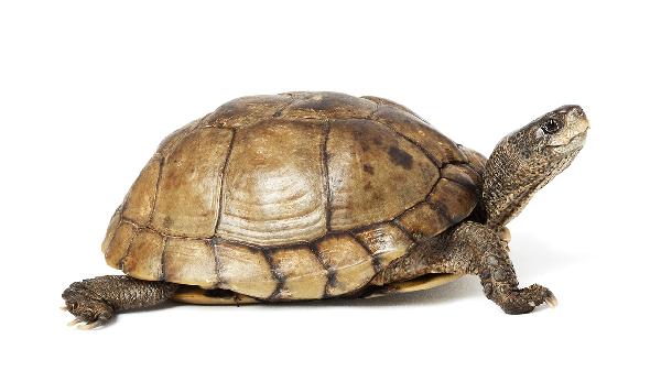 动物奶油第二天能吃吗