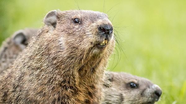 皮皮虾属于什么类动物