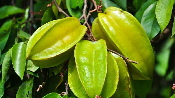 吃杨桃有什么好处和坏处