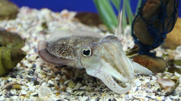 皮皮虾属于什么类动物