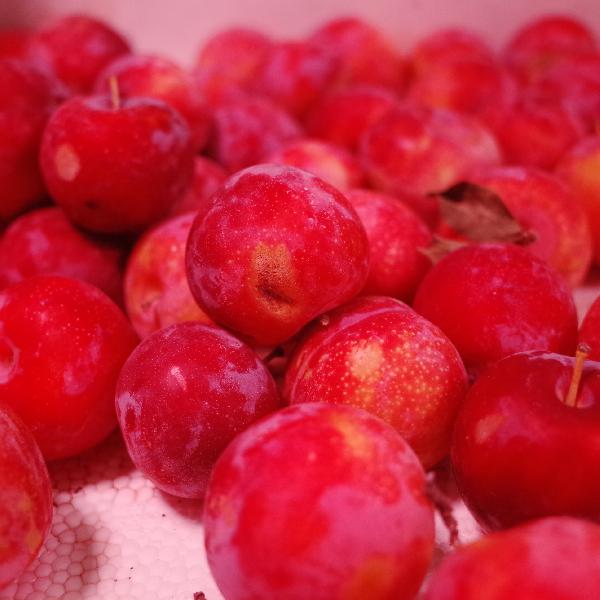 什么水果含碱性比较高的