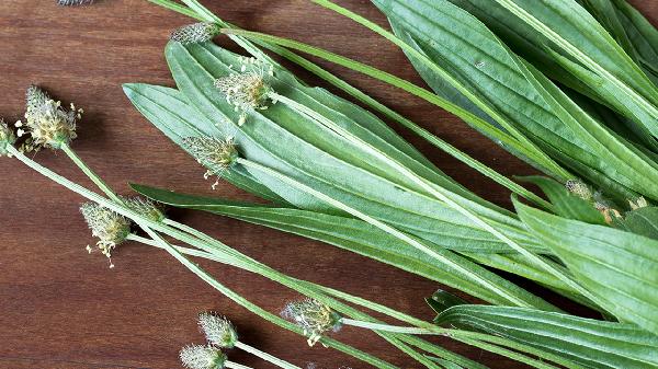 复合植物果蔬糖果减肥效果好吗