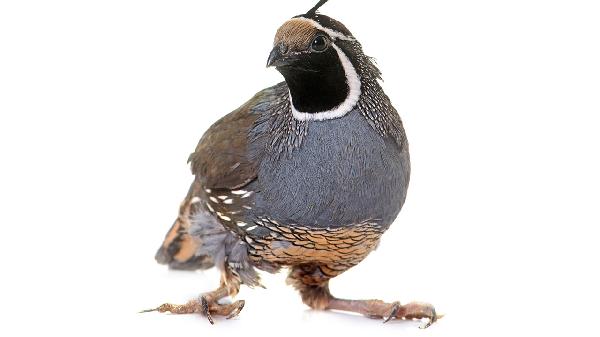 去寒火的食物有哪些