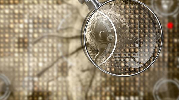 木薯是癌细胞最喜欢吃的吗