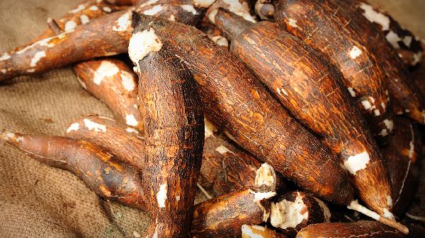 木薯粉为什么不能多吃