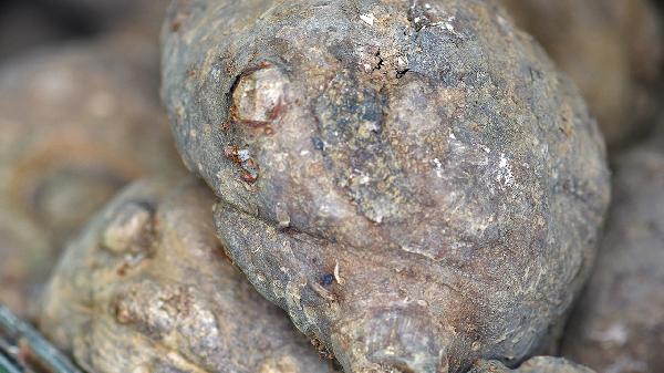 吃一周魔芋丝能瘦几斤