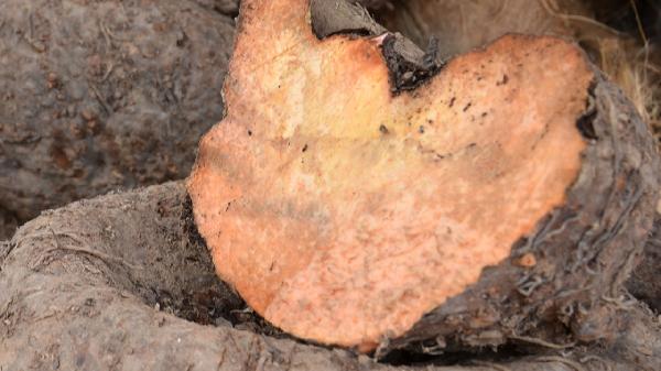 复合植物固体饮料多少钱