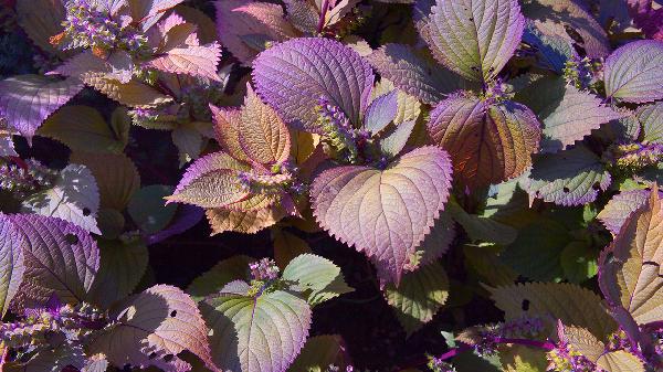果蔬清润植物饮真的能减肥吗