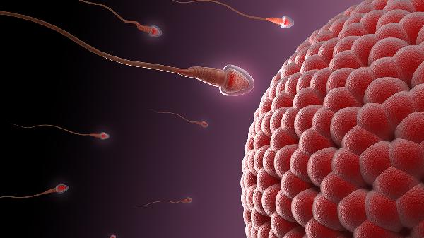 男人精子质量差怎么办 补齐这些营养可生精