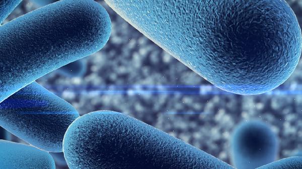 妈咪爱和益生菌区别是什么