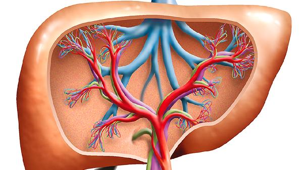 手上的血管很明显是什么原因