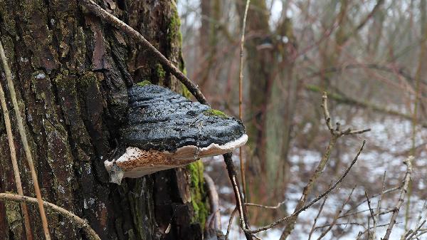 桑黄和枸杞一起煮水喝好吗