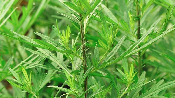 贴艾叶足贴后出好多水是怎么回事