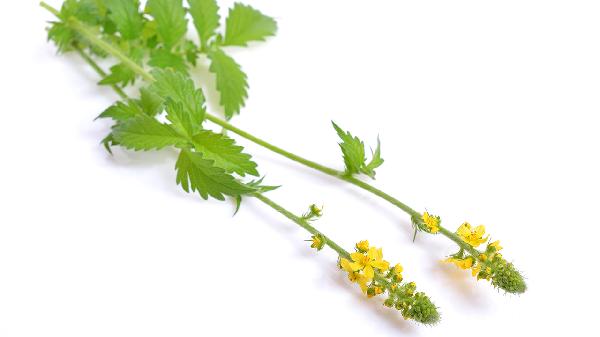 仙鹤草和黄芪搭配起到什么疗效