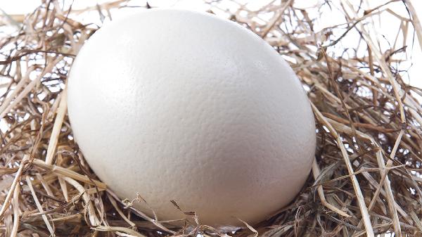 鸟几月份生蛋孵化小鸟