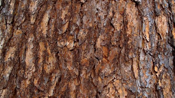 安哥拉树皮能增粗增长吗