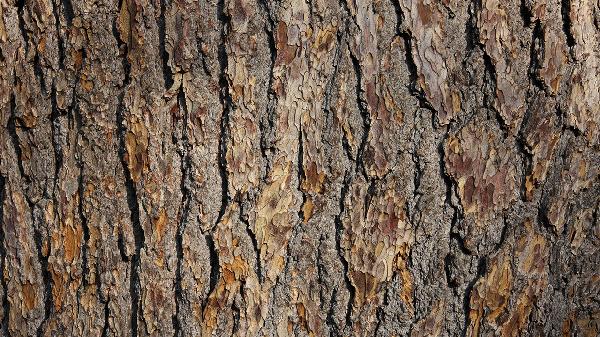 安哥拉树皮能增粗增长吗