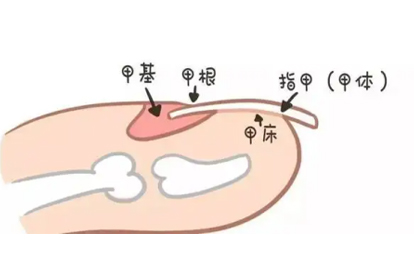 指甲可见横沟纺是怎么引起的