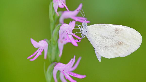 广玉兰花香对身体有什么影响
