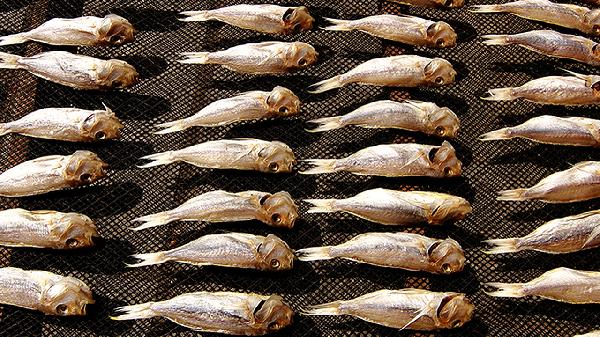 吃黄花鱼的十大禁忌有哪些