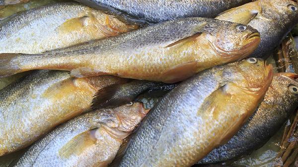 吃黄花鱼的十大禁忌有哪些