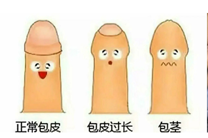 小儿包茎会影响生殖器发育吗