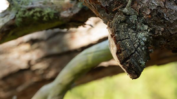 吃桑黄两年了还是癌复发怎么办