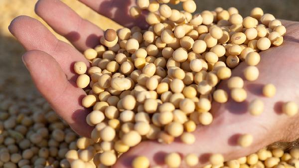 吃大豆异黄酮体重增加怎么回事，怎么办