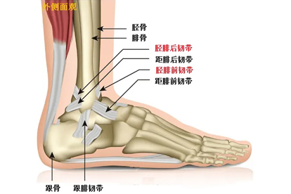 崴脚骨折了要多长时间能好