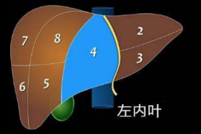 肝区回声中等偏低、较粗是什么意思